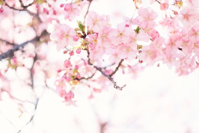 桜の枝木がある