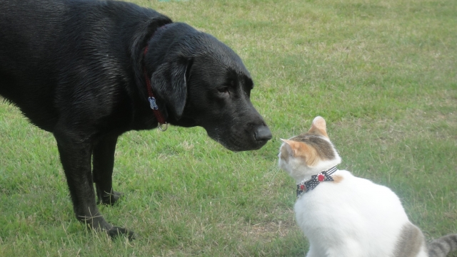 挨拶する犬と猫