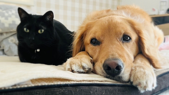 寝そべる犬と猫