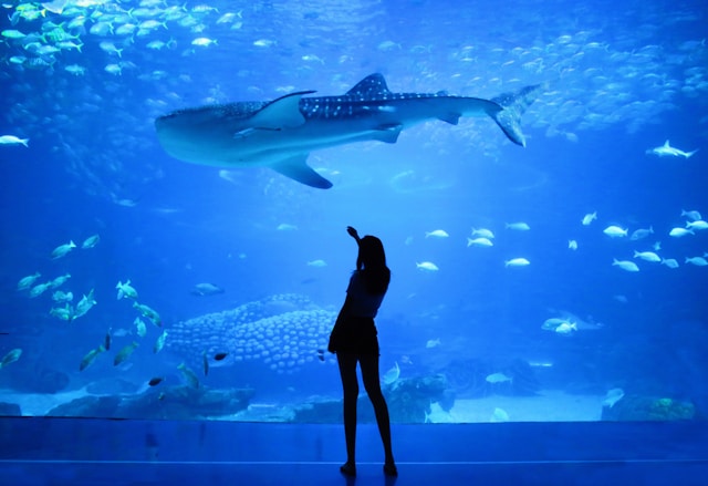 水族館で女性が魚を見ている